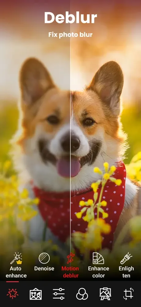 Deblur photo tool with split view comparison showing blurry Corgi on left becoming sharp and detailed on right